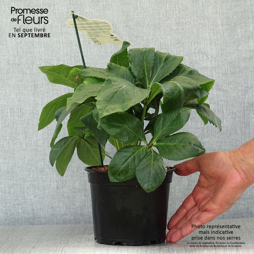 Amostra de Helleborus orientalis ViV Benedetta Vaso de 2 L/3 L tal como entregue no outono