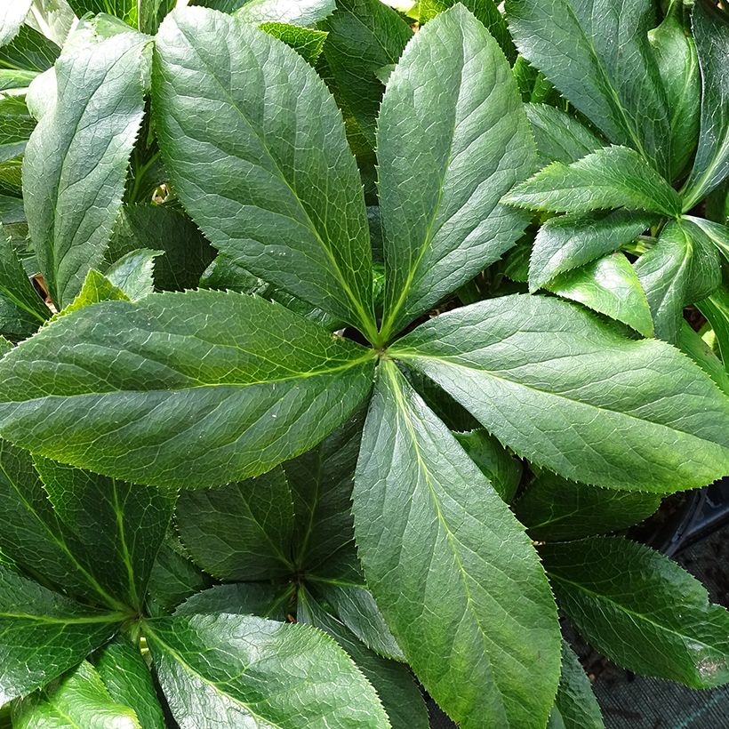 Helleborus orientalis ViV Carlotta (Folhagem)