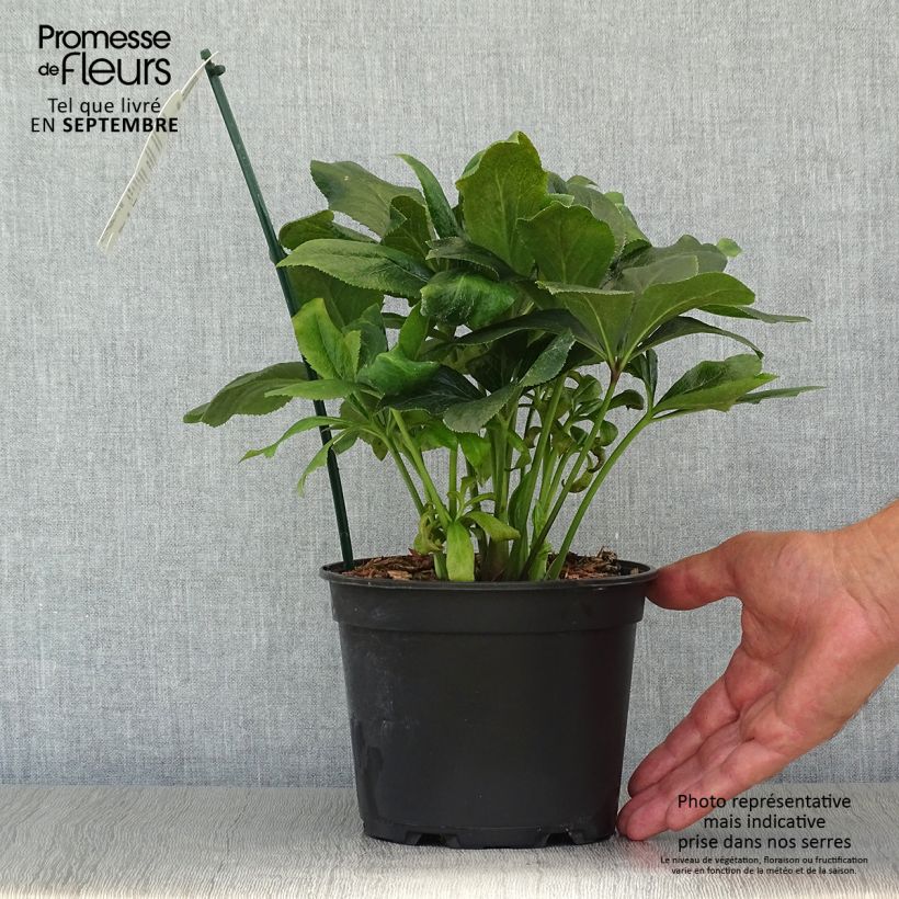 Amostra de Helleborus orientalis ViV Carlotta Vaso de 2 L/3 L tal como entregue no outono