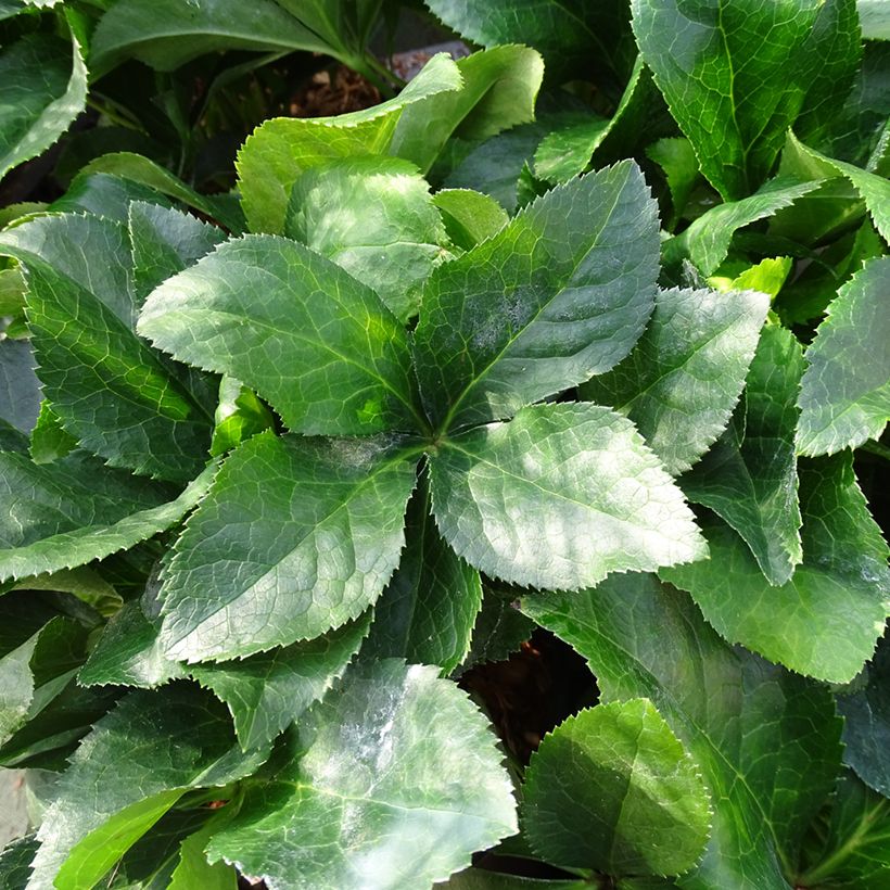 Helleborus orientalis ViV Catharina (Folhagem)