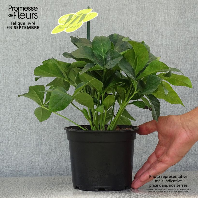 Amostra de Hellébore orientale ViV Catharina Pot de 2L/3L tal como entregue no outono