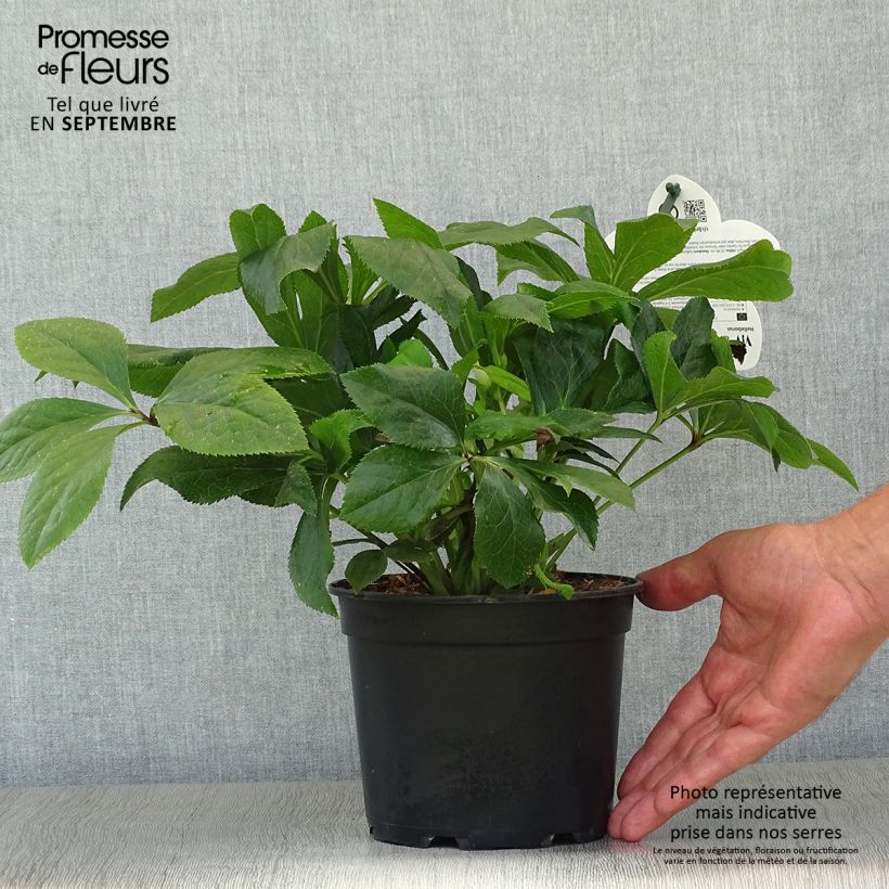 Amostra de Helleborus orientalis ViV Celestina Vaso de 2 L/3 L tal como entregue no outono