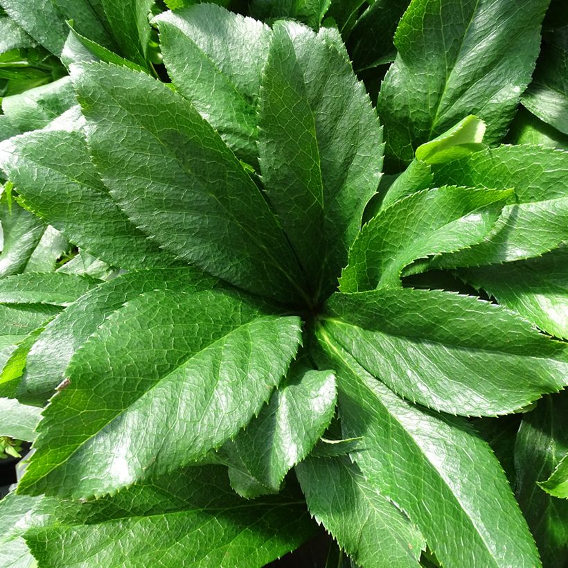 Helleborus orientalis ViV Cinzia (Folhagem)