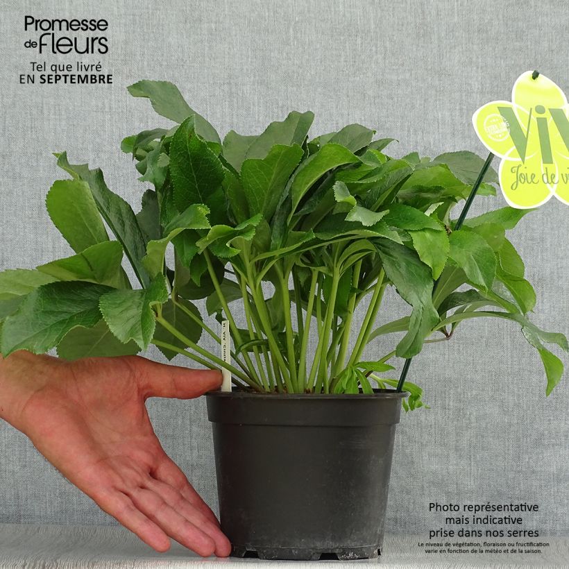 Amostra de Helleborus orientalis ViV Cinzia Vaso de 2 L/3 L tal como entregue no outono