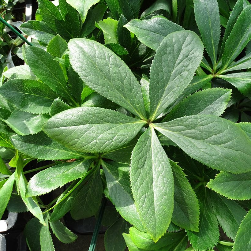 Helleborus orientalis ViV Clarissa (Folhagem)