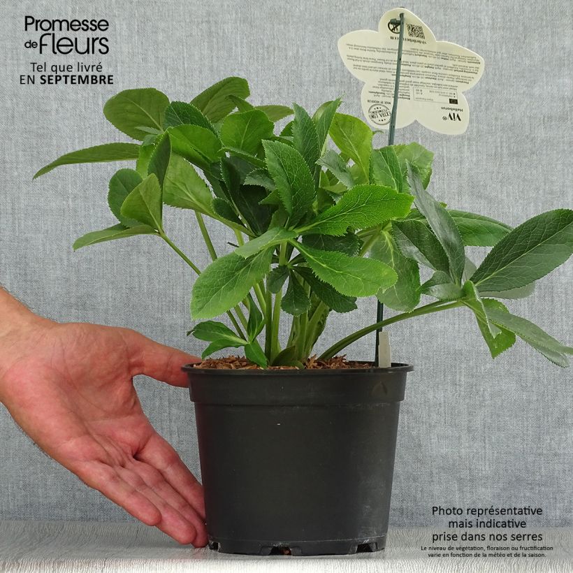 Amostra de Hellébore orientale ViV Clarissa Pot de 2L/3L tal como entregue no outono