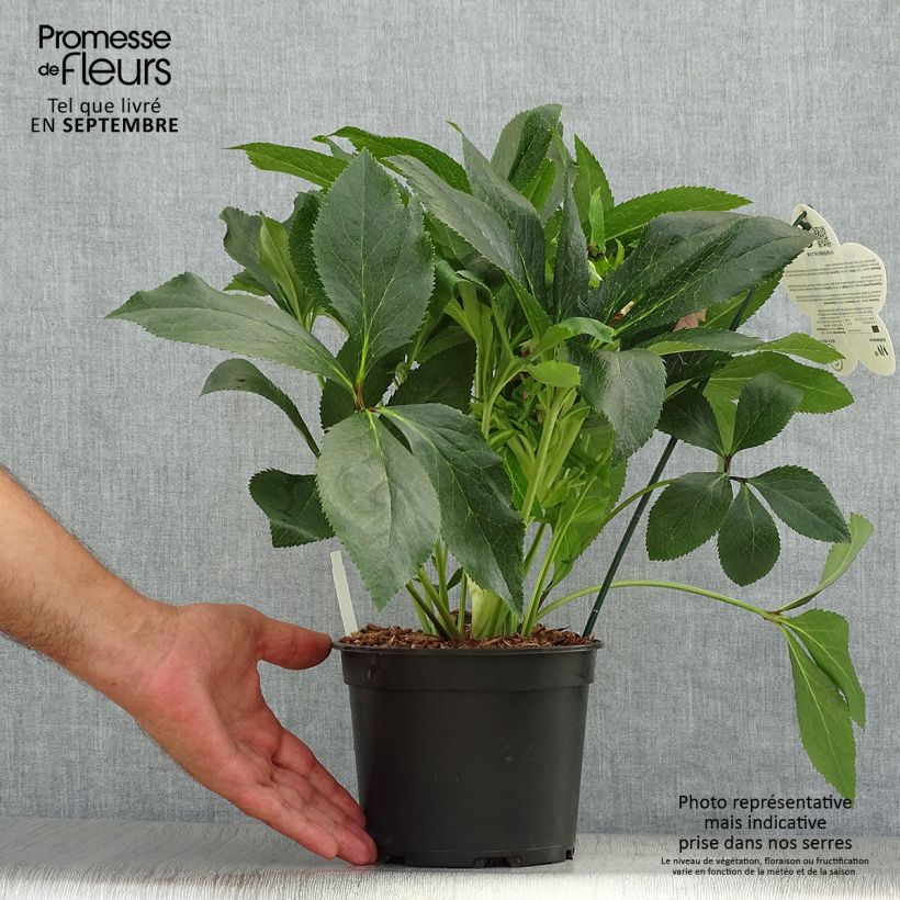 Amostra de Helleborus orientalis ViV Elena Vaso de 2 L/3 L tal como entregue no outono