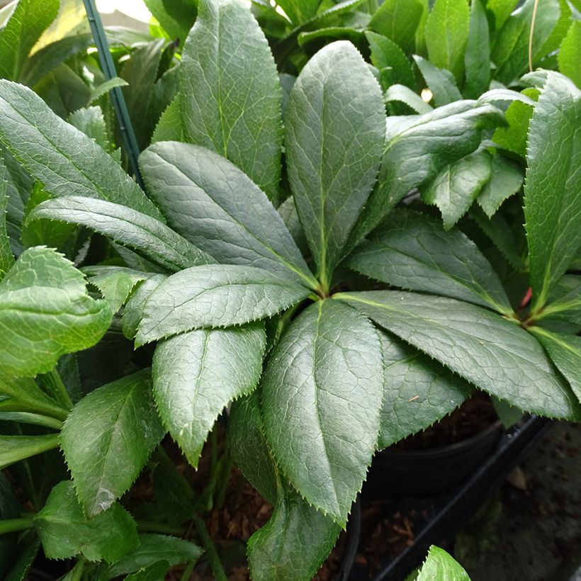 Helleborus orientalis ViV Eloisa (Folhagem)