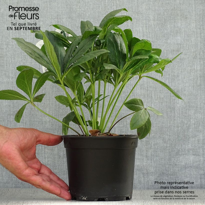 Amostra de Helleborus orientalis ViV Eloisa Vaso de 2 L/3 L tal como entregue no outono