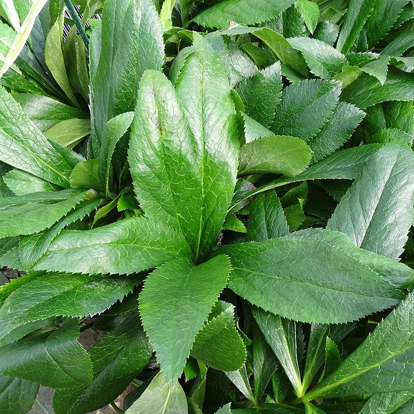 Helleborus orientalis ViV Elsa (Folhagem)