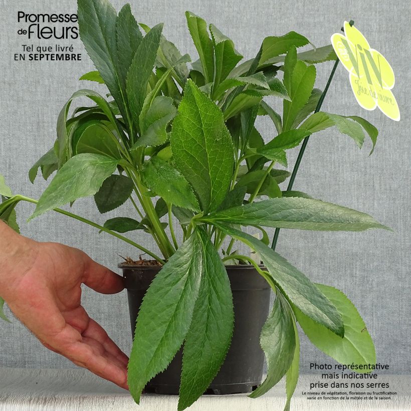 Amostra de Helleborus orientalis ViV Elsa Vaso de 2 L/3 L tal como entregue no outono