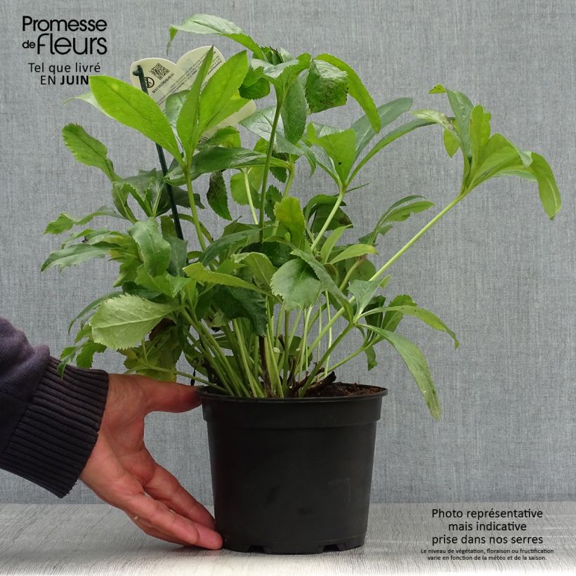 Amostra de Helleborus orientalis ViV Elsa Vaso de 2 L/3 L tal como entregue no verão