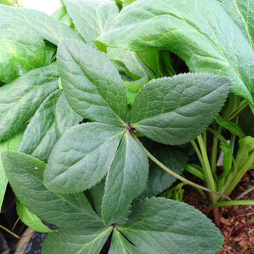 Helleborus orientalis ViV Gianina (Folhagem)