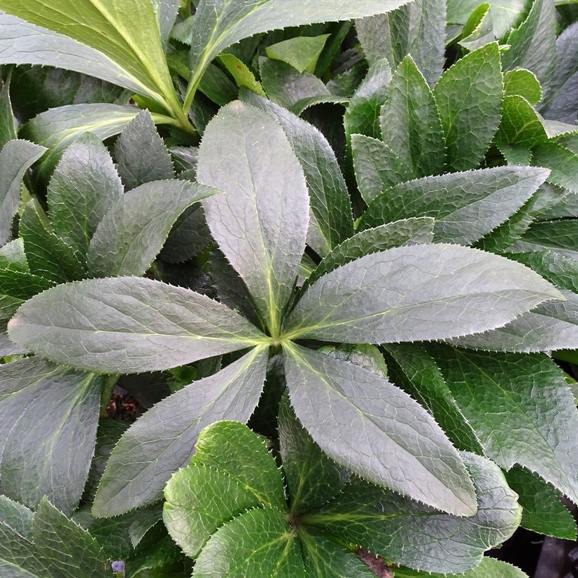 Helleborus orientalis ViV Halina (Folhagem)