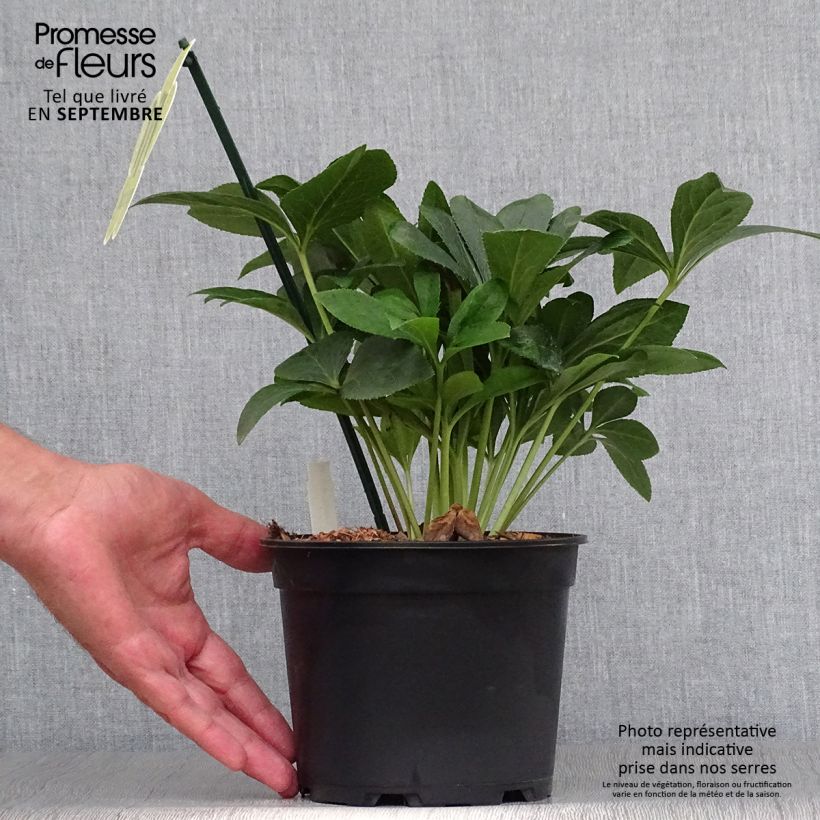 Amostra de Helleborus orientalis ViV Halina Vaso de 2 L/3 L tal como entregue no outono