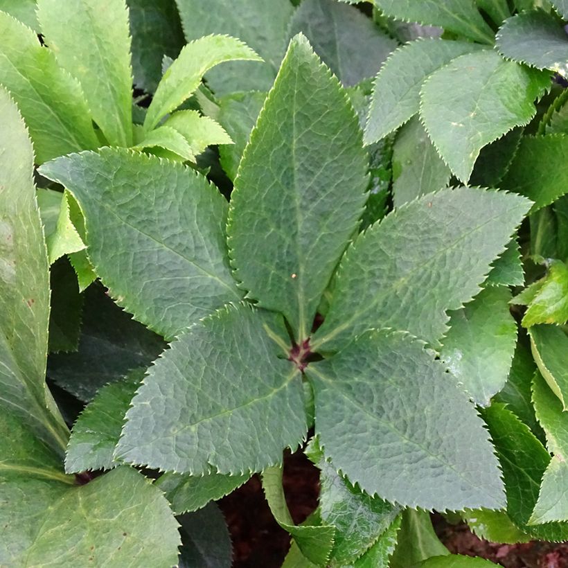 Helleborus orientalis ViV Isabella (Folhagem)