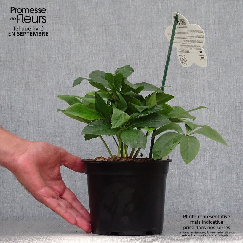 Amostra de Hellébore orientale ViV Isabella Pot de 2L/3L tal como entregue no outono
