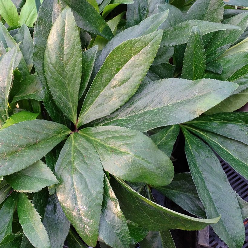 Helleborus orientalis ViV Laura (Folhagem)