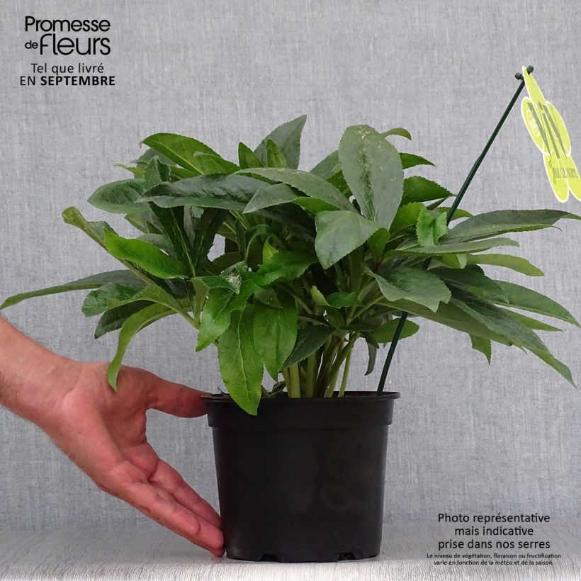 Amostra de Helleborus orientalis ViV Laura Vaso de 2 L/3 L tal como entregue no outono