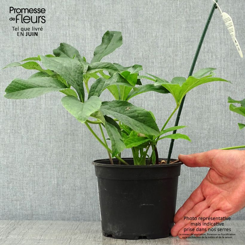 Amostra de Helleborus orientalis ViV Laura Vaso de 2 L/3 L tal como entregue no verão