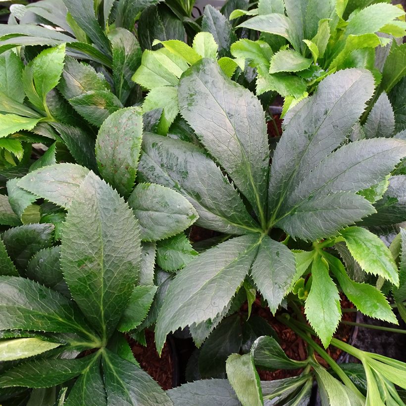 Helleborus orientalis ViV Liliana (Folhagem)