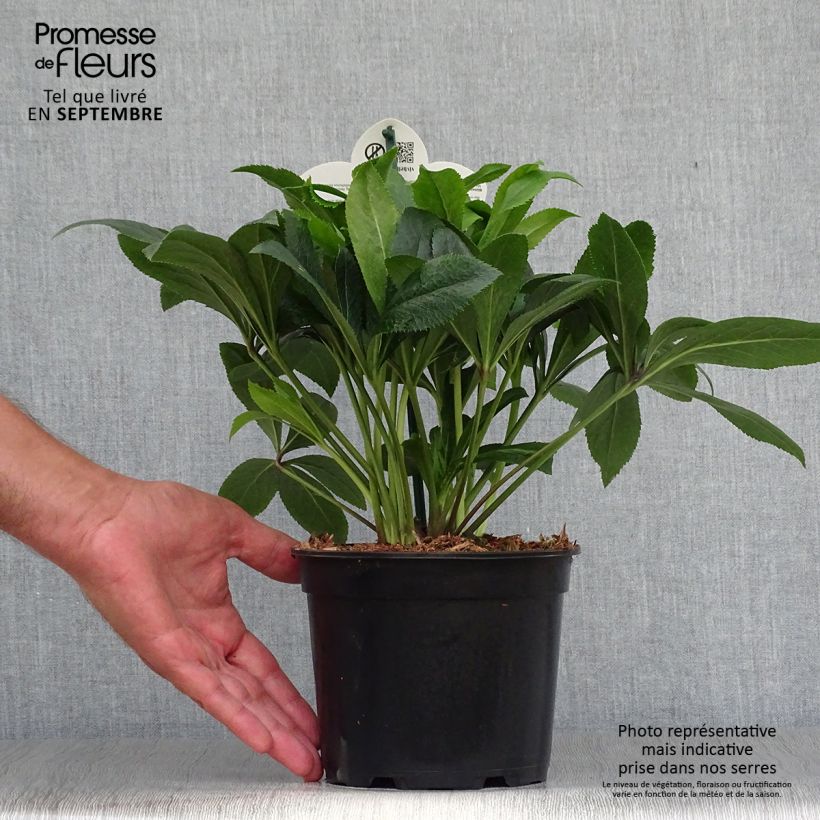 Amostra de Helleborus orientalis ViV Liliana Vaso de 2 L/3 L tal como entregue no outono