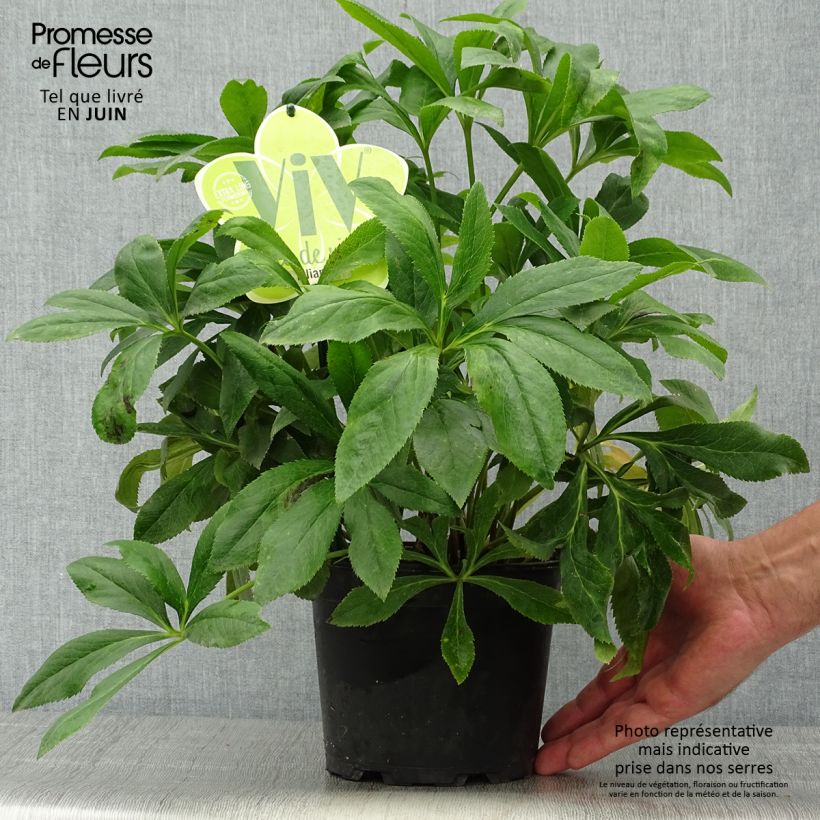 Amostra de Helleborus orientalis ViV Liliana Vaso de 2 L/3 L tal como entregue no verão