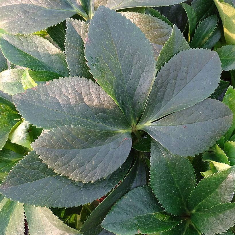 Helleborus orientalis ViV Lucrezia (Folhagem)