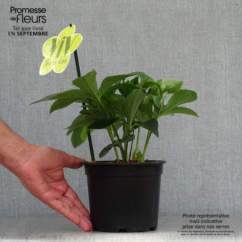 Amostra de Helleborus orientalis ViV Lucrezia Vaso de 2 L/3 L tal como entregue no outono