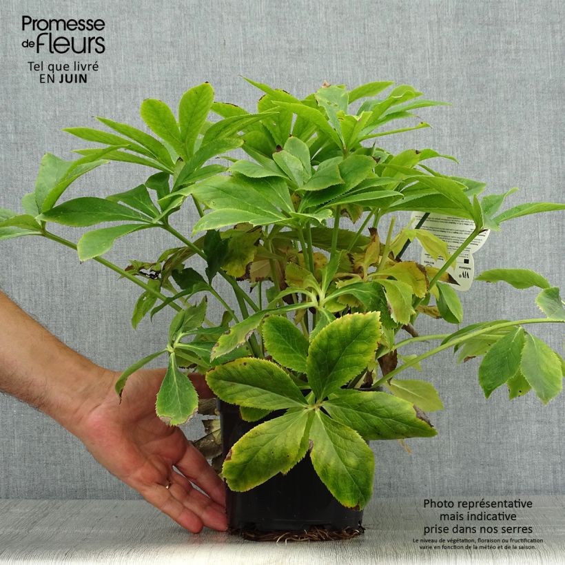 Amostra de Helleborus orientalis ViV Lucrezia Vaso de 2 L/3 L tal como entregue no verão