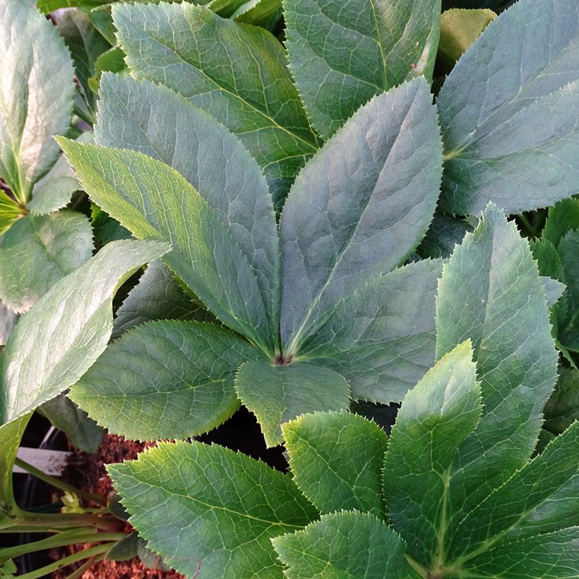 Helleborus orientalis ViV Maeva (Folhagem)