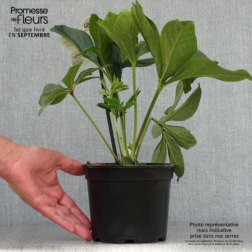 Amostra de Helleborus orientalis ViV Maeva Vaso de 2 L/3 L tal como entregue no outono