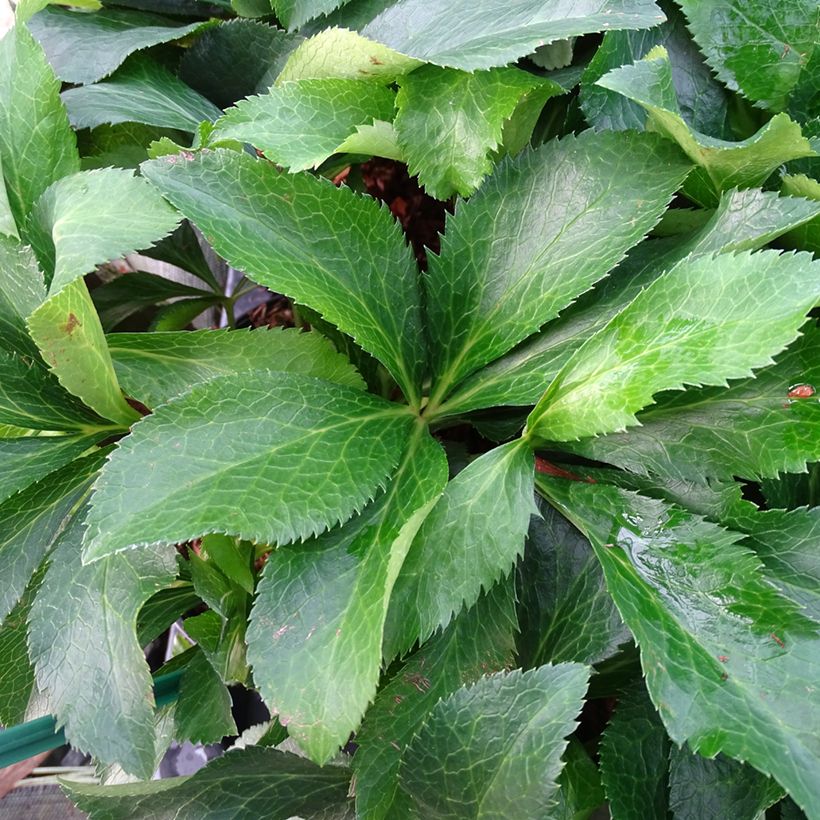 Helleborus orientalis ViV Micaela (Folhagem)