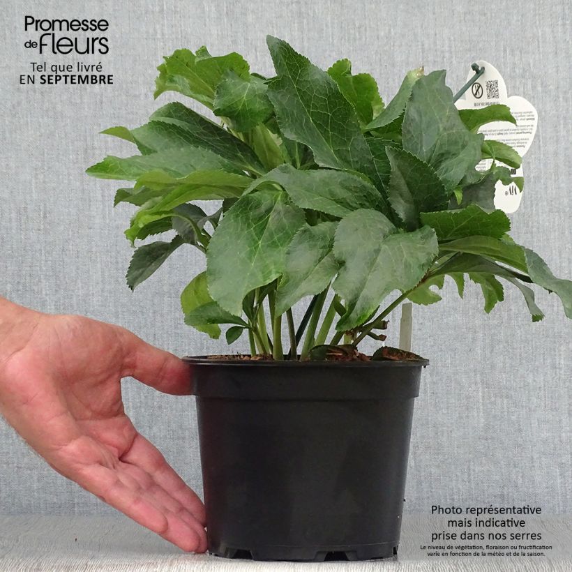 Amostra de Helleborus orientalis ViV Micaela Vaso de 2 L/3 L tal como entregue no outono