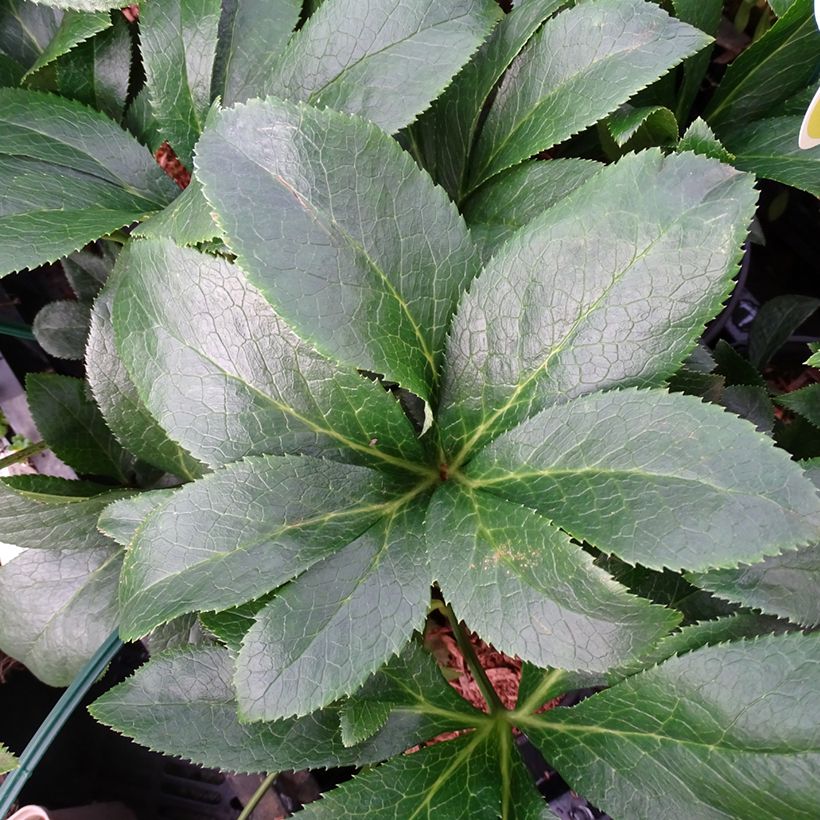 Helleborus orientalis ViV Milana (Folhagem)