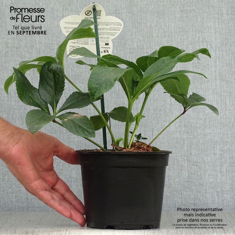 Amostra de Helleborus orientalis ViV Milana Vaso de 2 L/3 L tal como entregue no outono