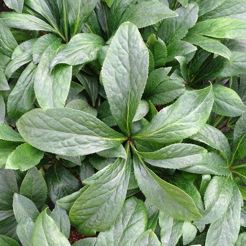 Helleborus orientalis ViV Patrizia (Folhagem)