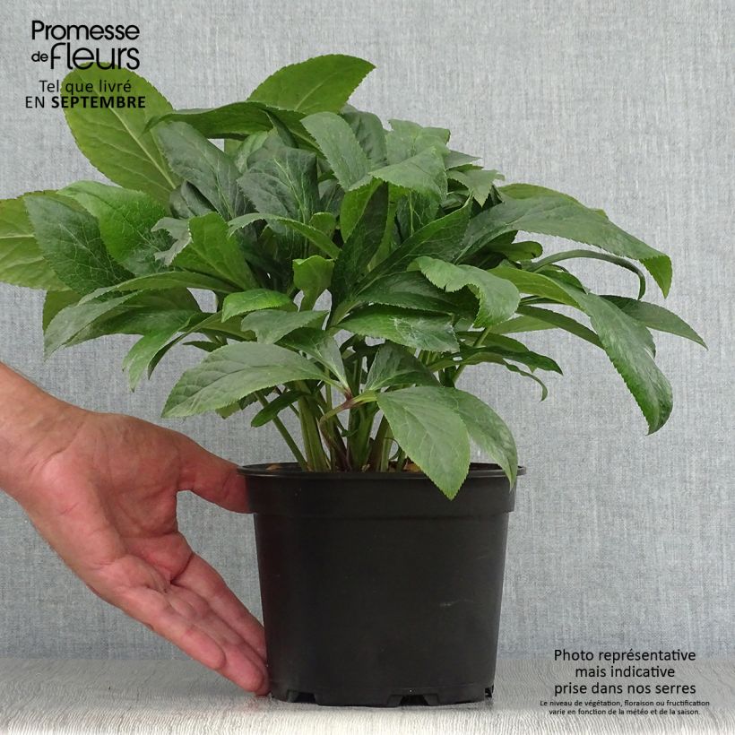 Amostra de Helleborus orientalis ViV Patrizia Vaso de 2 L/3 L tal como entregue no outono