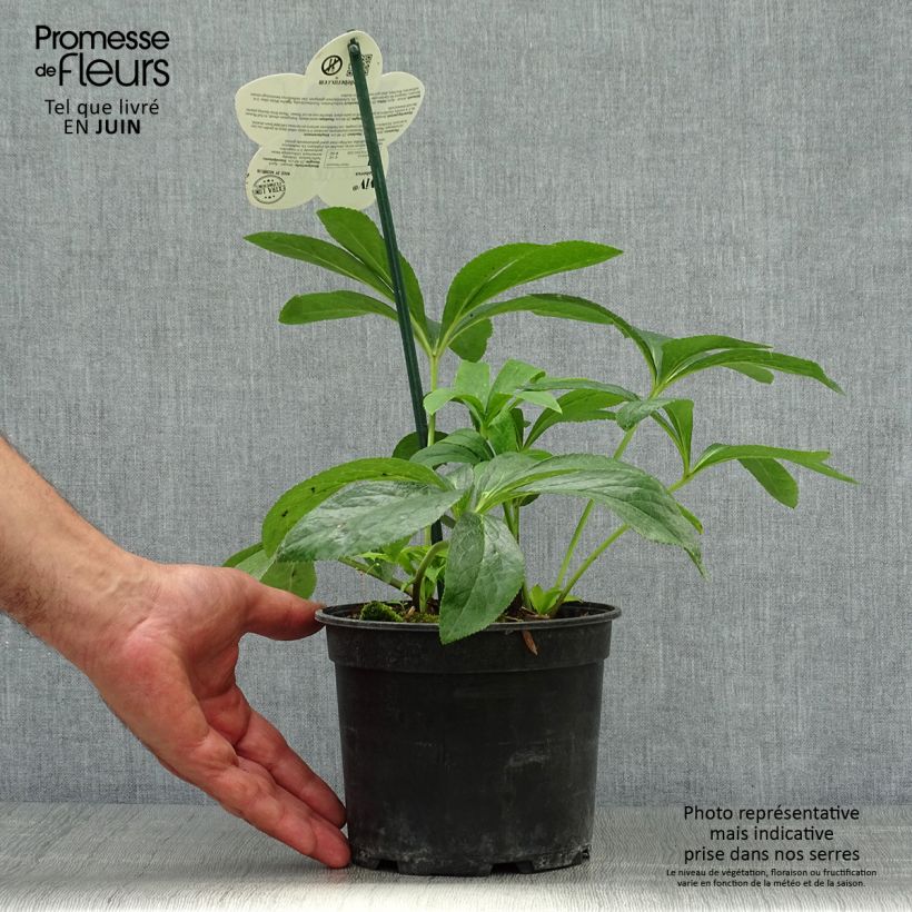 Amostra de Helleborus orientalis ViV Patrizia Vaso de 2 L/3 L tal como entregue no verão