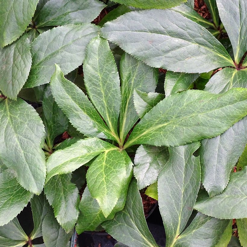 Helleborus orientalis ViV Rosa (Folhagem)