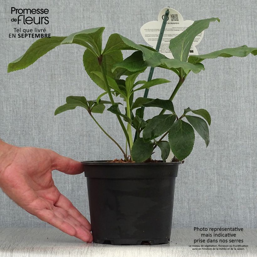 Amostra de Helleborus orientalis ViV Rosa Vaso de 2 L/3 L tal como entregue no outono