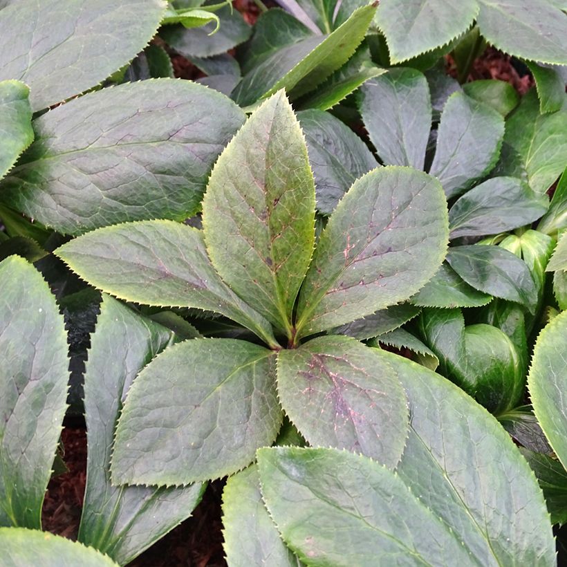 Helleborus orientalis ViV Serafina (Folhagem)