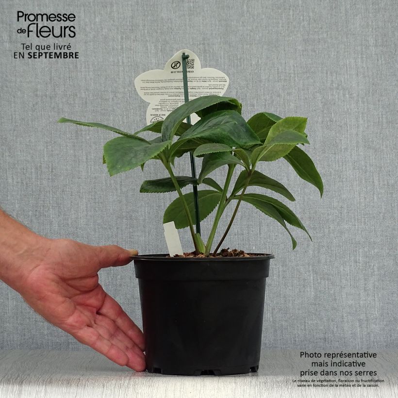 Amostra de Helleborus orientalis ViV Serafina Vaso de 2 L/3 L tal como entregue no outono