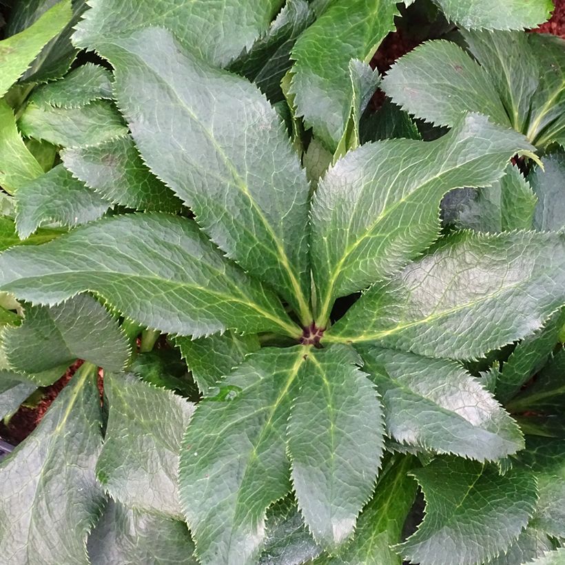 Helleborus orientalis ViV Stefania (Folhagem)