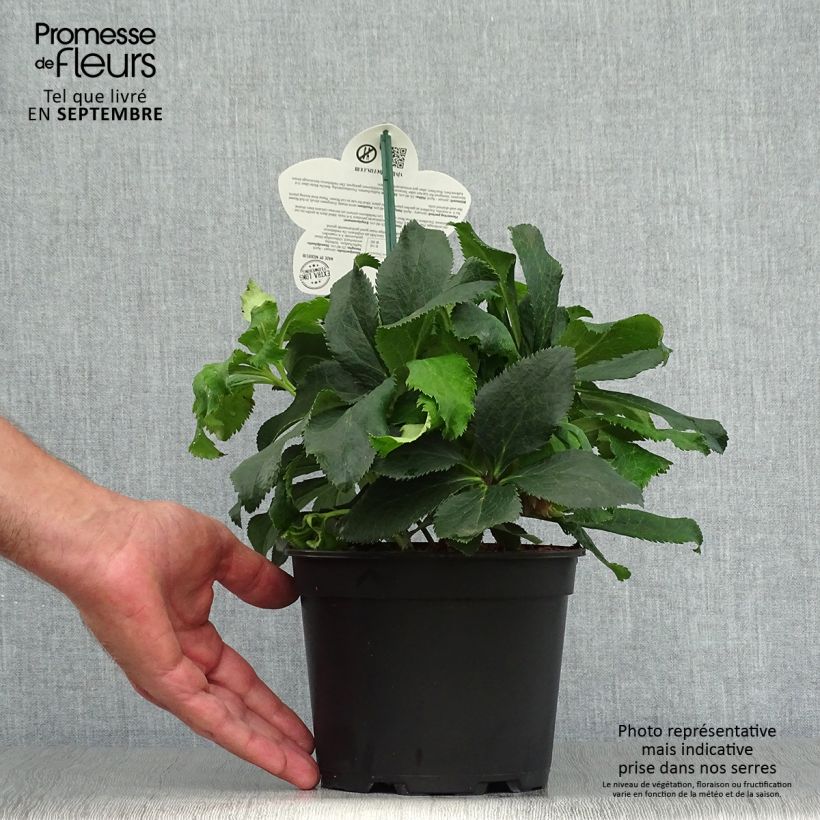 Amostra de Helleborus orientalis ViV Stefania Vaso de 2 L/3 L tal como entregue no outono