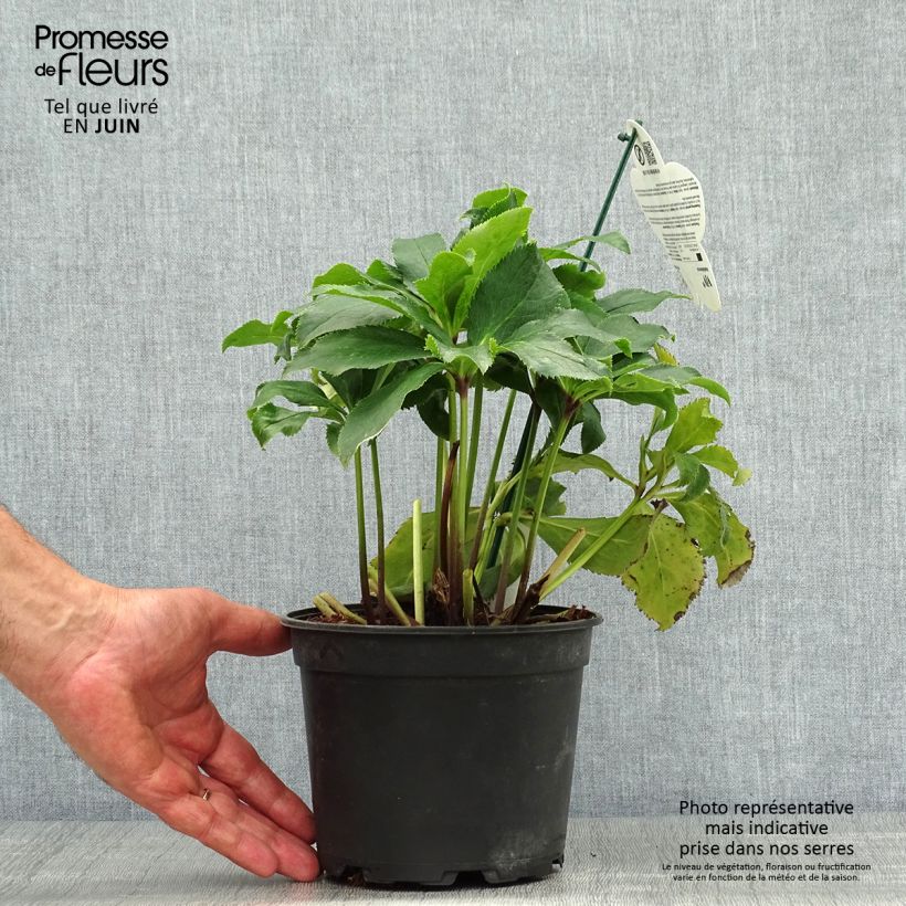 Amostra de Helleborus orientalis ViV Stefania Vaso de 2 L/3 L tal como entregue no verão