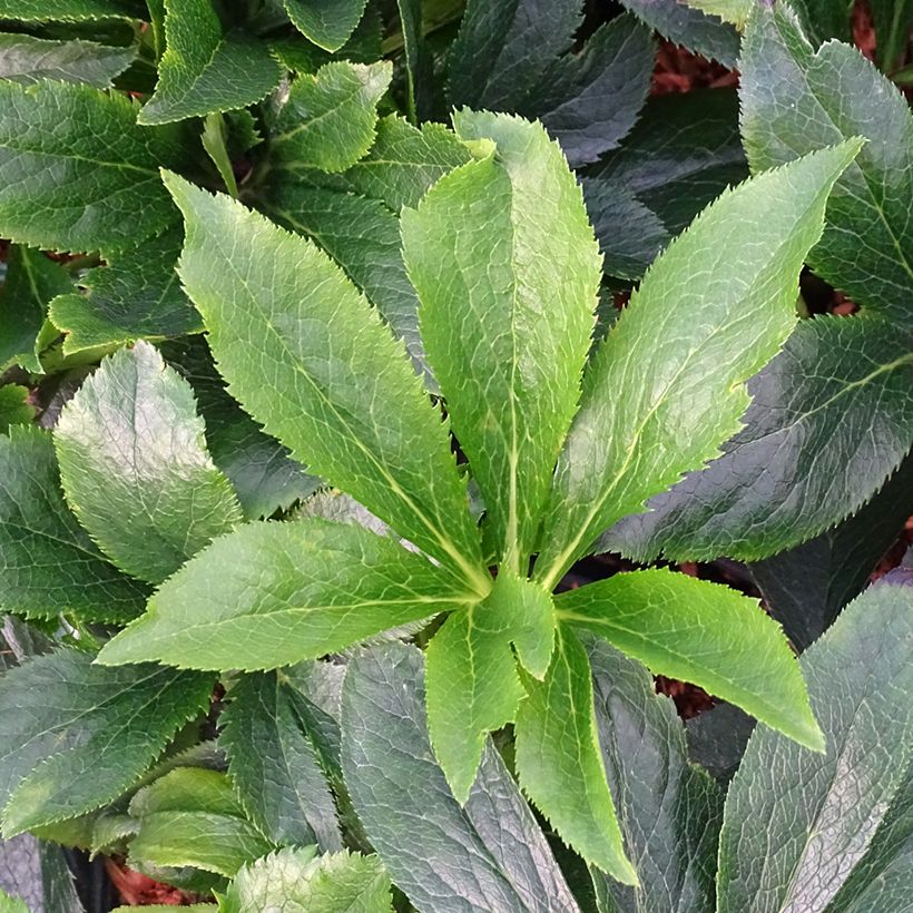 Helleborus orientalis ViV Suzanna (Folhagem)