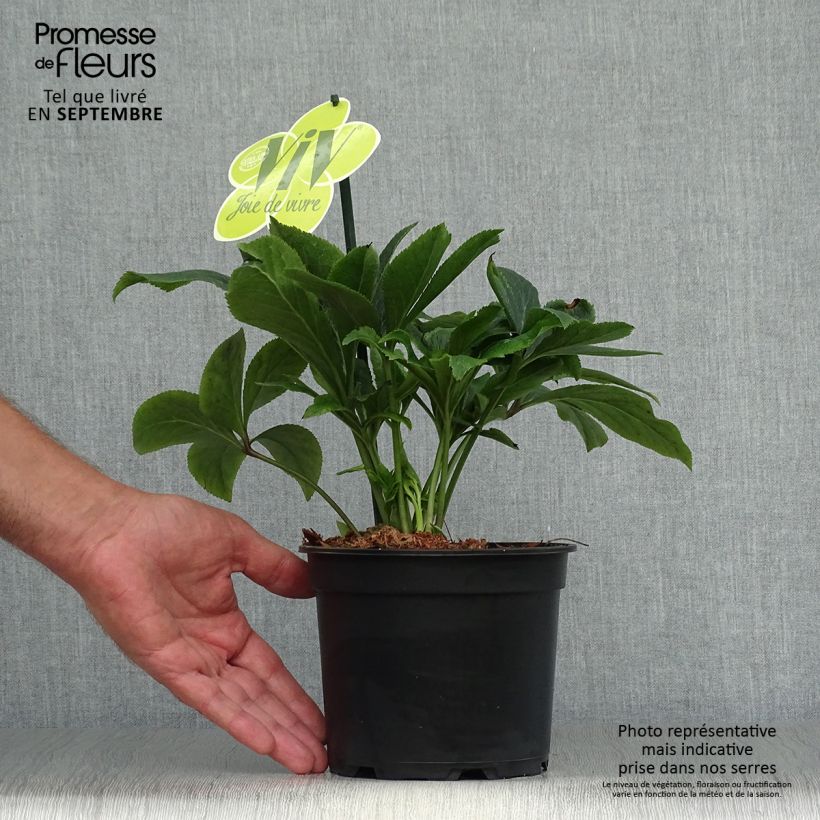 Amostra de Helleborus orientalis ViV Suzanna Vaso de 2 L/3 L tal como entregue no outono