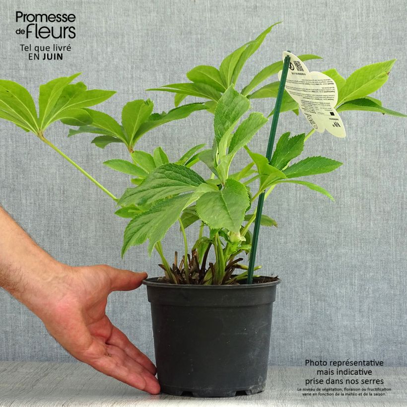 Amostra de Helleborus orientalis ViV Suzanna Vaso de 2 L/3 L tal como entregue no verão