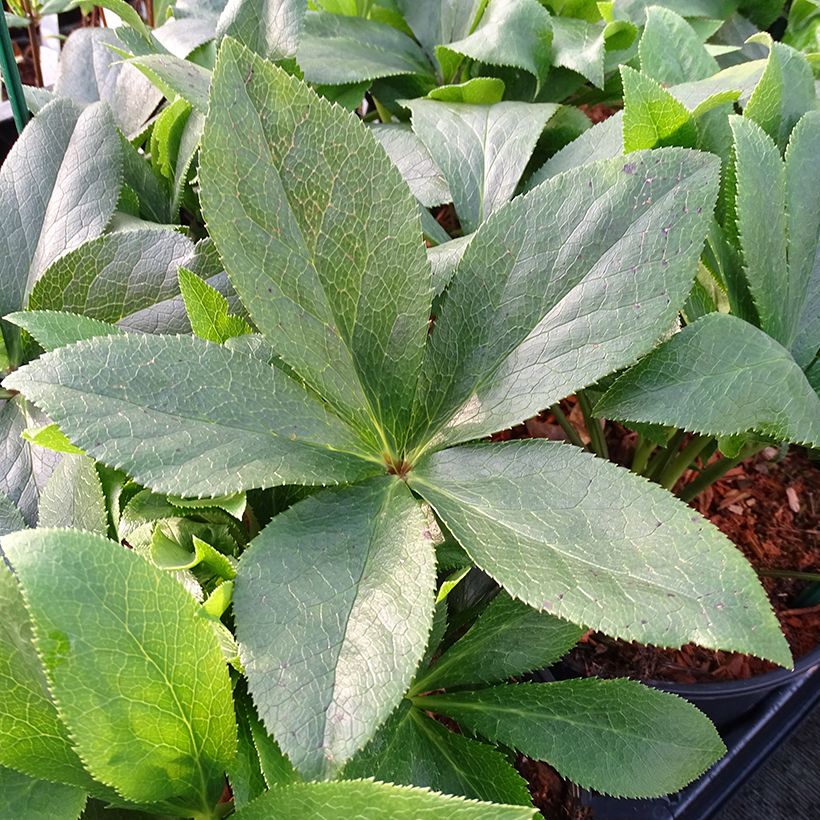 Helleborus orientalis ViV Teresa (Folhagem)
